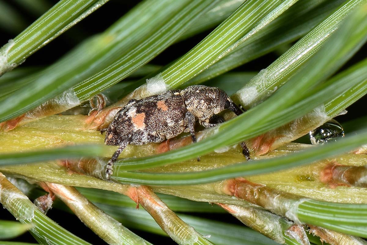 Curculionidae: Pissodes castaneus?  No ! Pissodes validirostris